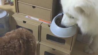 可爱的泰迪熊搞笑视频,萌翻全场！泰迪熊搞笑视频集锦